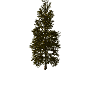 Conifer05 (1)Autumn